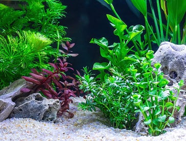 Décoration naturelle pour l'aquarium