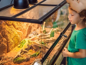 Un foyer pour vos reptiles