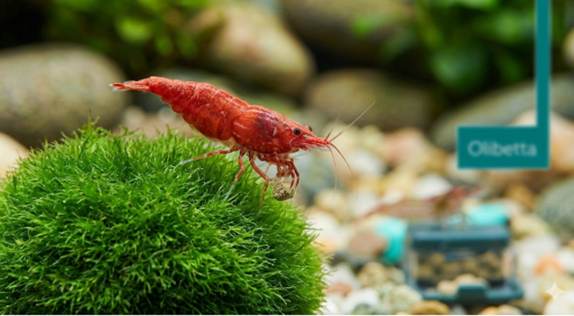 Nano-Aquaristik: Faszinierende Welt der Zwerggarnelen