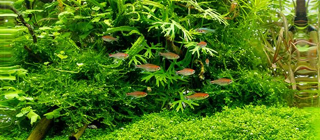 Feed your ornamental fish properly
