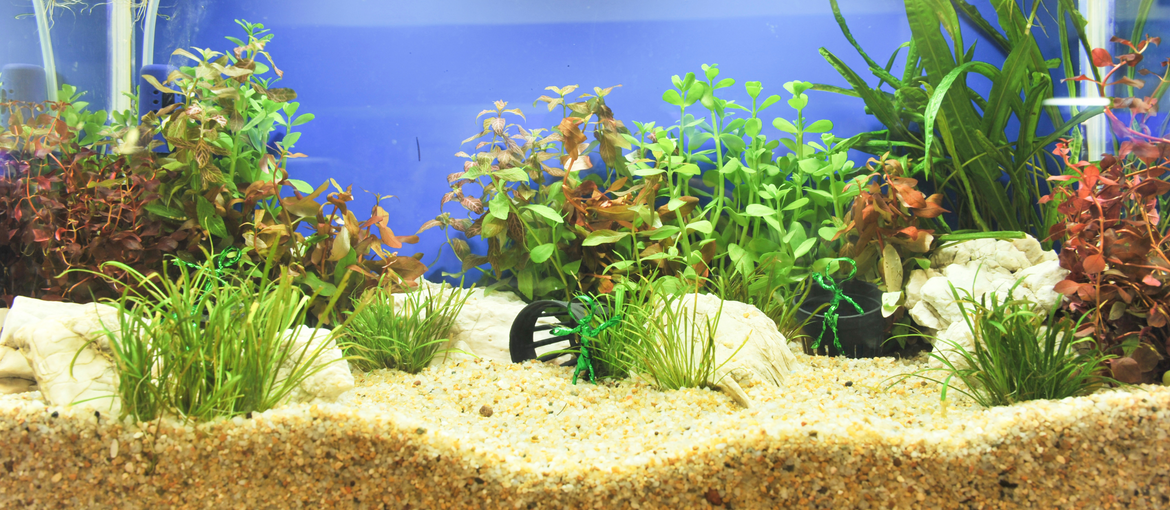 The Perfect Base Layer for Your Aquarium