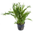 Tropica Microsorum pteropus 'Windeløv' - 1 Szt.