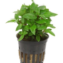 Tropica Staurogyne repens - 1 Stk