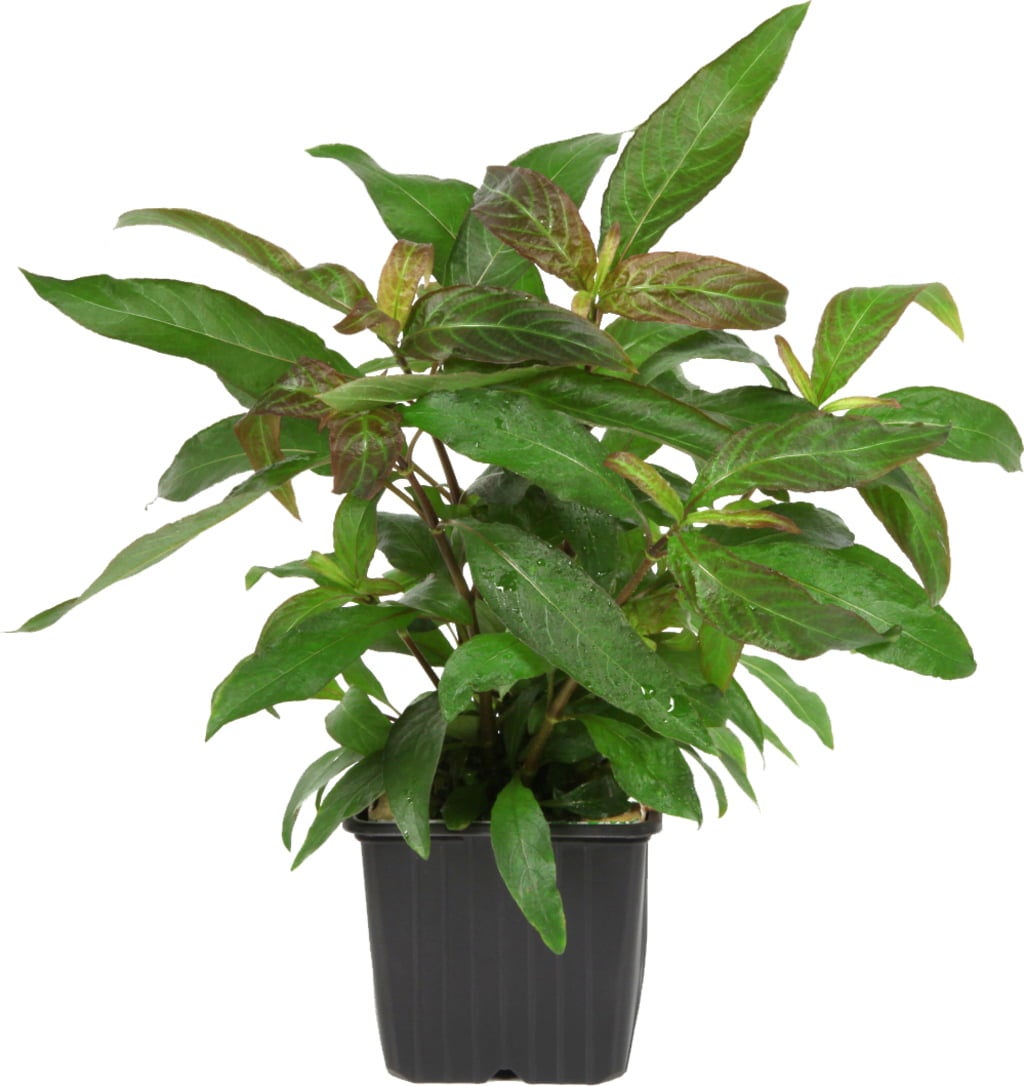 Tropica Hygrophila corymbosa 'Siamensis'