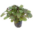 Tropica Lobelia cardinalis - 1 pz.
