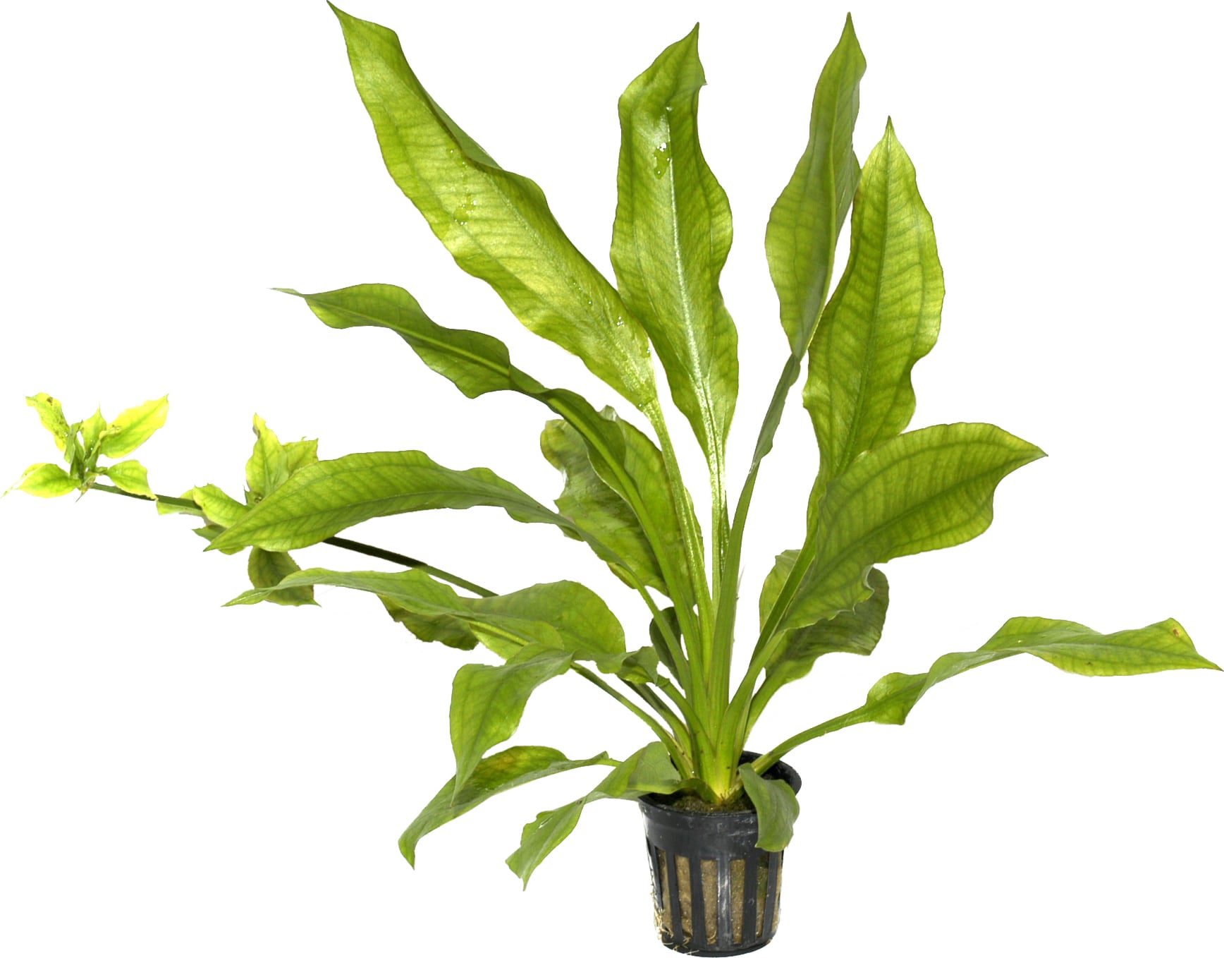 Tropica Echinodorus 'Bleherae'