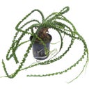 Tropica Crinum calamistratum - 1 db