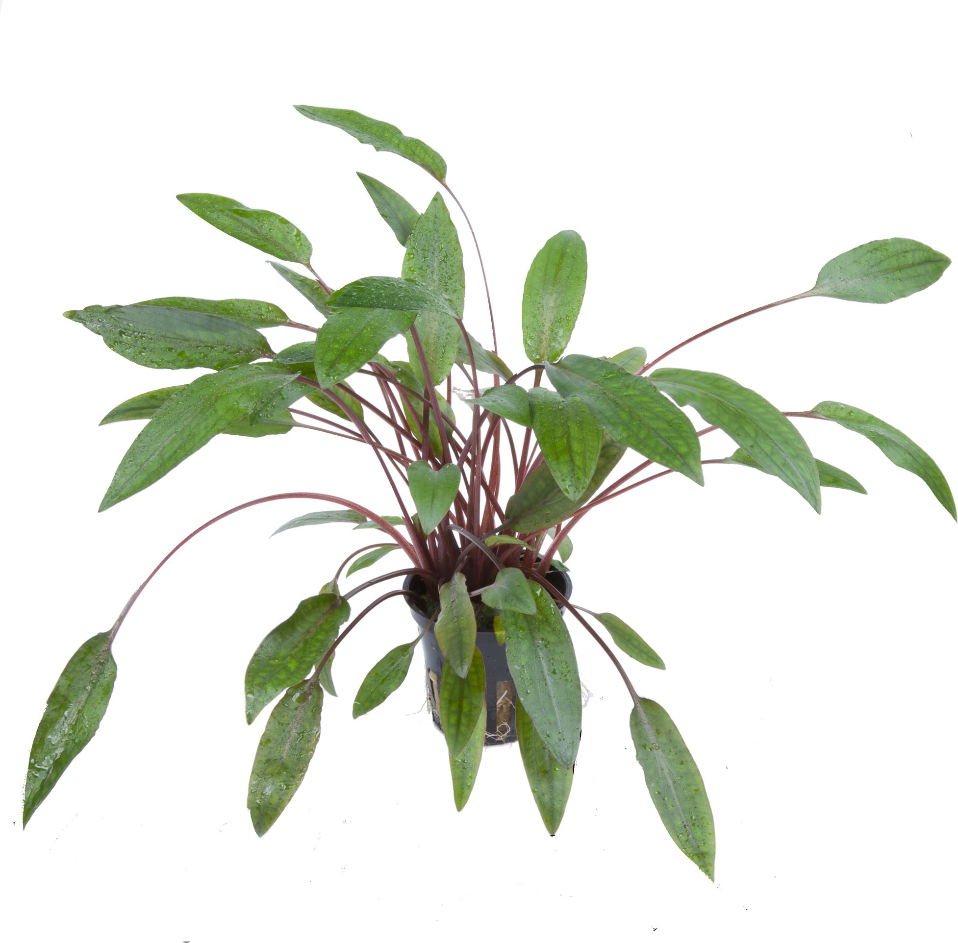 Tropica Cryptocoryne beckettii 'Petchii'