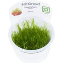 Tropica Taxiphyllum barbieri 'Bogor Moss' CUP - 1 Stk