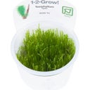 Tropica Taxiphyllum 'Spiky' CUP - 1 Pc