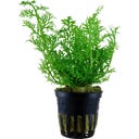 Tropica Ceratopteris thalictroides - 1 stuk