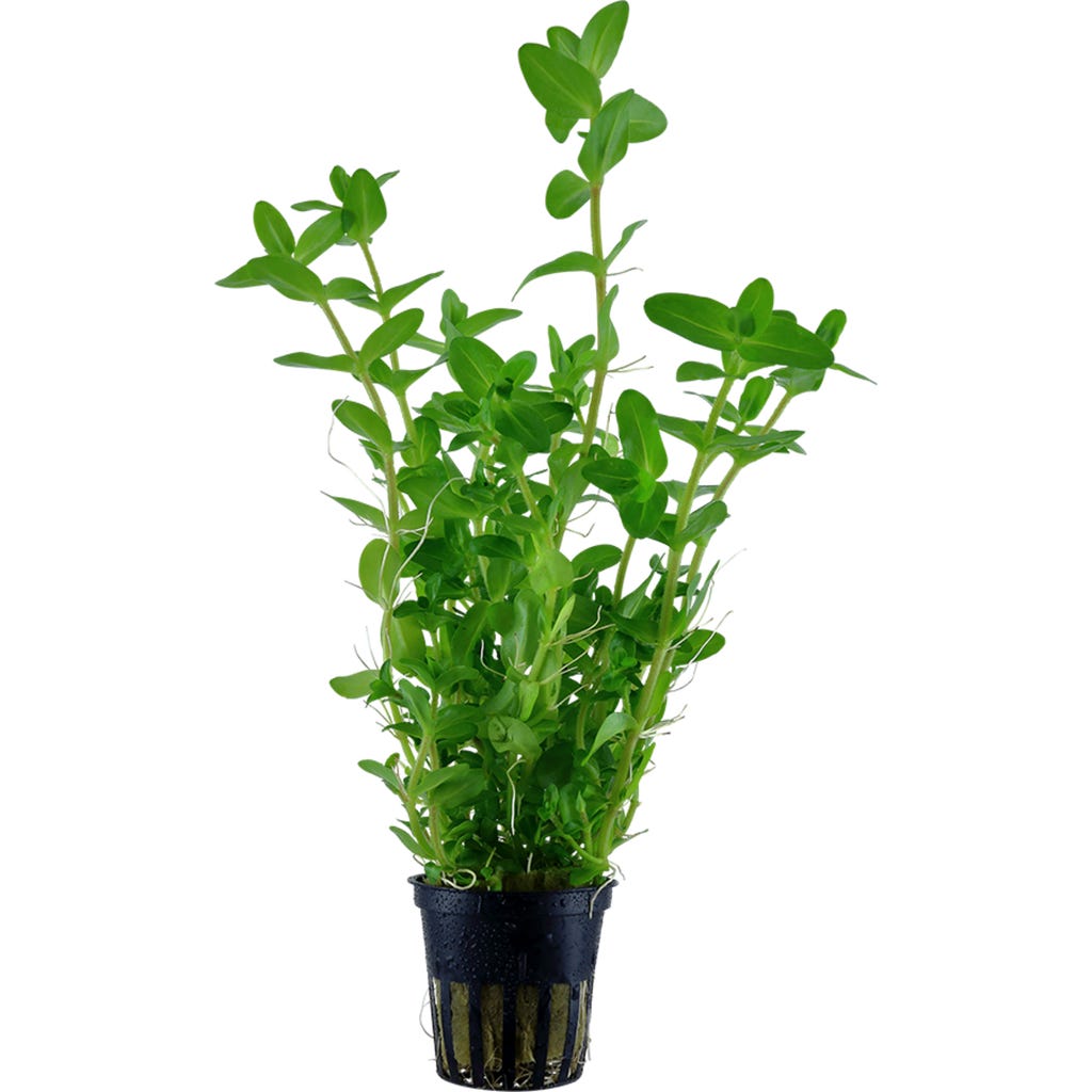 tropica-bacopa-caroliniana-olibetta-sklep-internetowy-polska