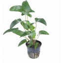 Tropica Anubias gracilis - 1 db