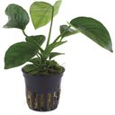 Tropica Anubias barteri var. caladiifolia - 1 k.