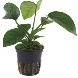 Tropica Anubias barteri var. caladiifolia - 1 ud.