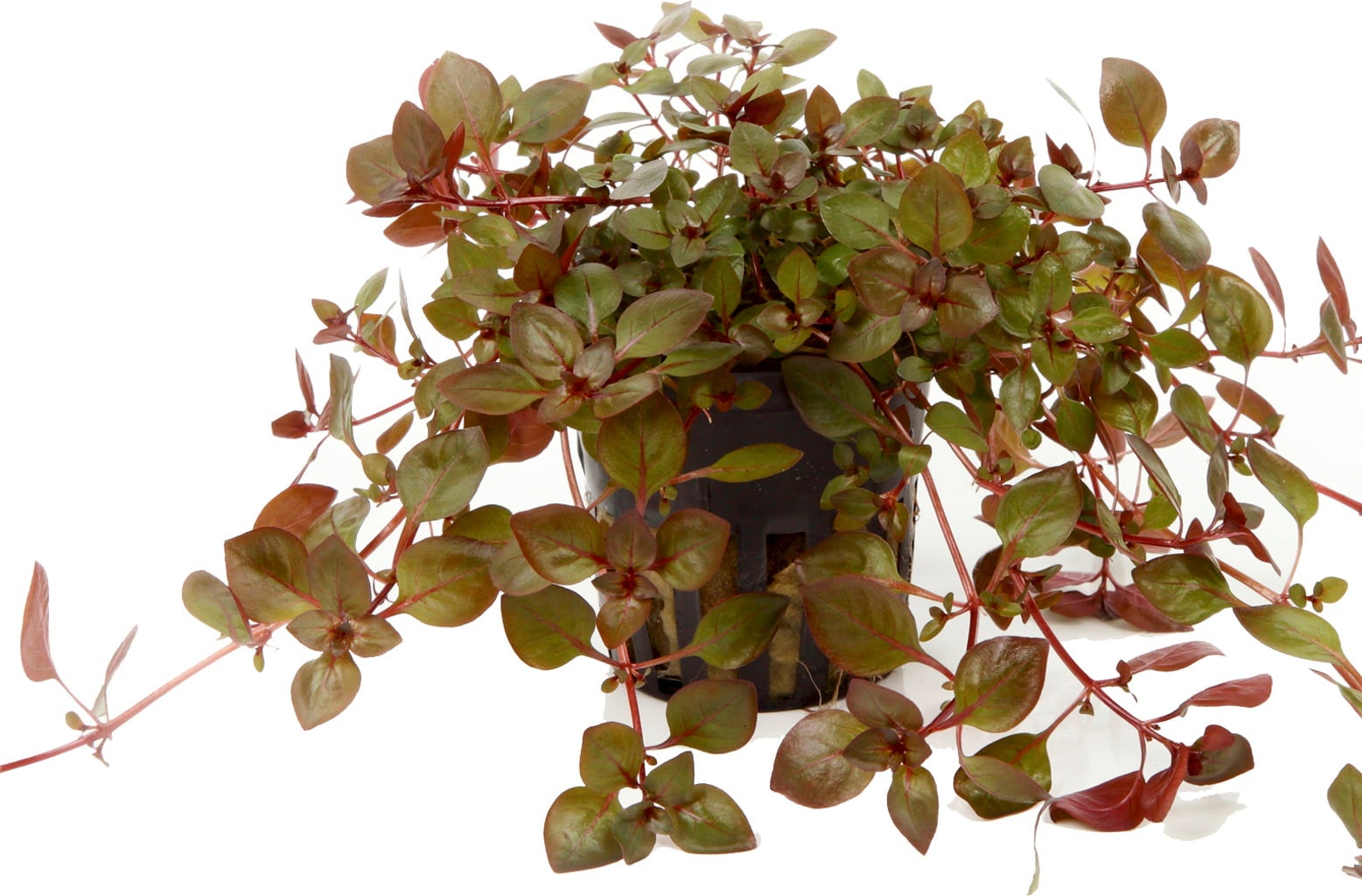 Tropica Ludwigia palustris 'Super Red'