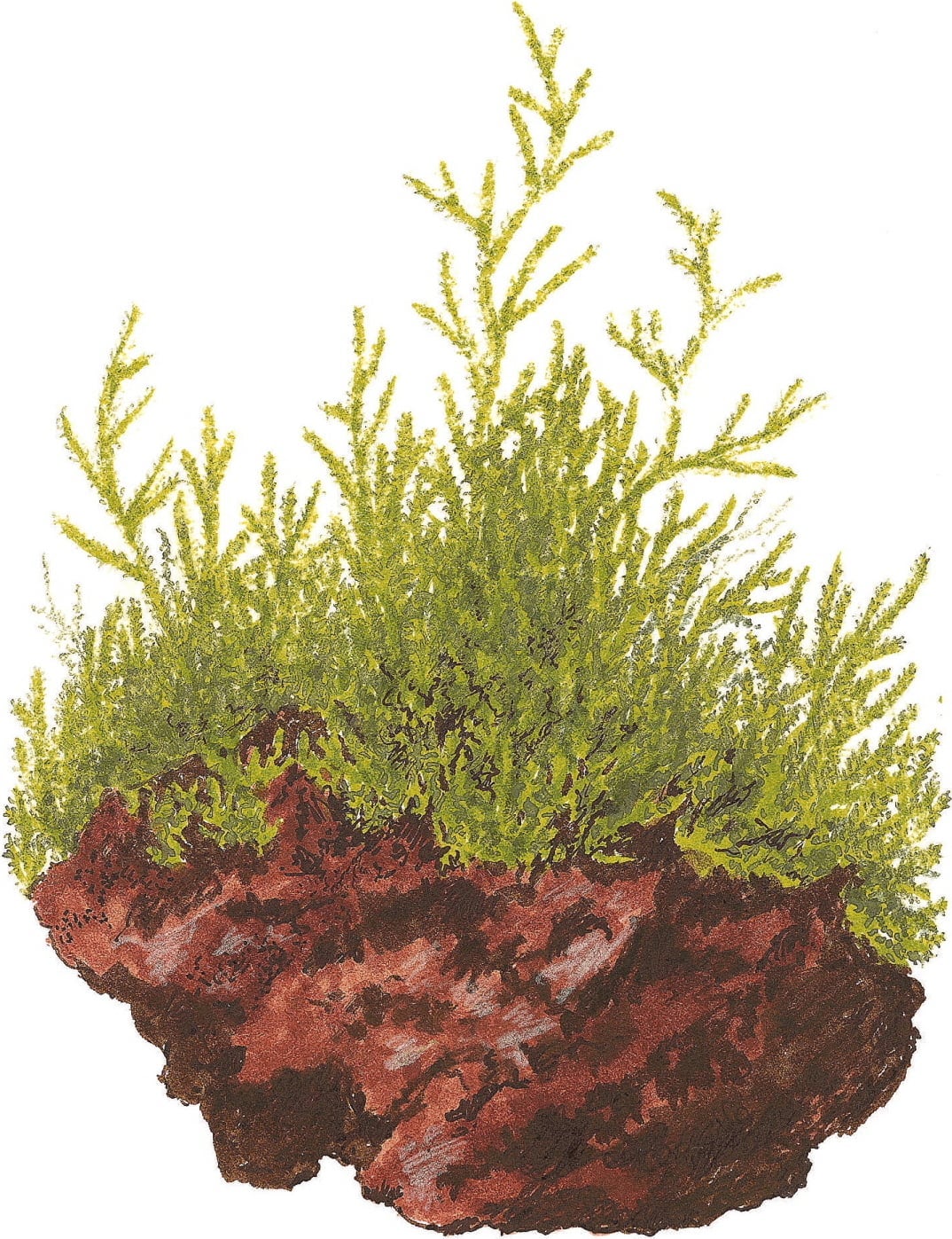 Tropica Taxiphyllum barbieri auf Lavastein - 1 Stk