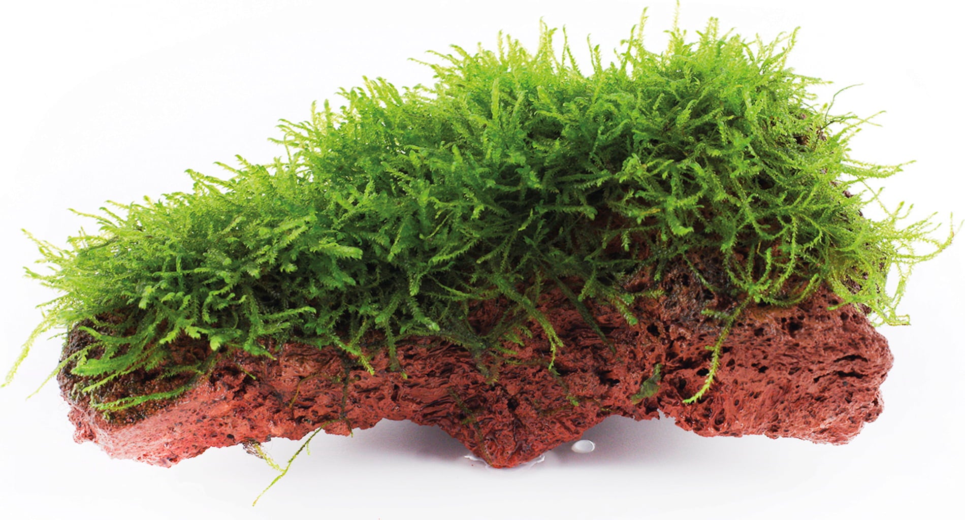 Tropica Taxiphyllum barbieri auf Lavastein - 1 Stk