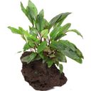 Cryptocoryne beckettii 'Petchii' auf Lavastein - 1 Stk