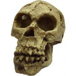 Europet Skull - 1 Pc