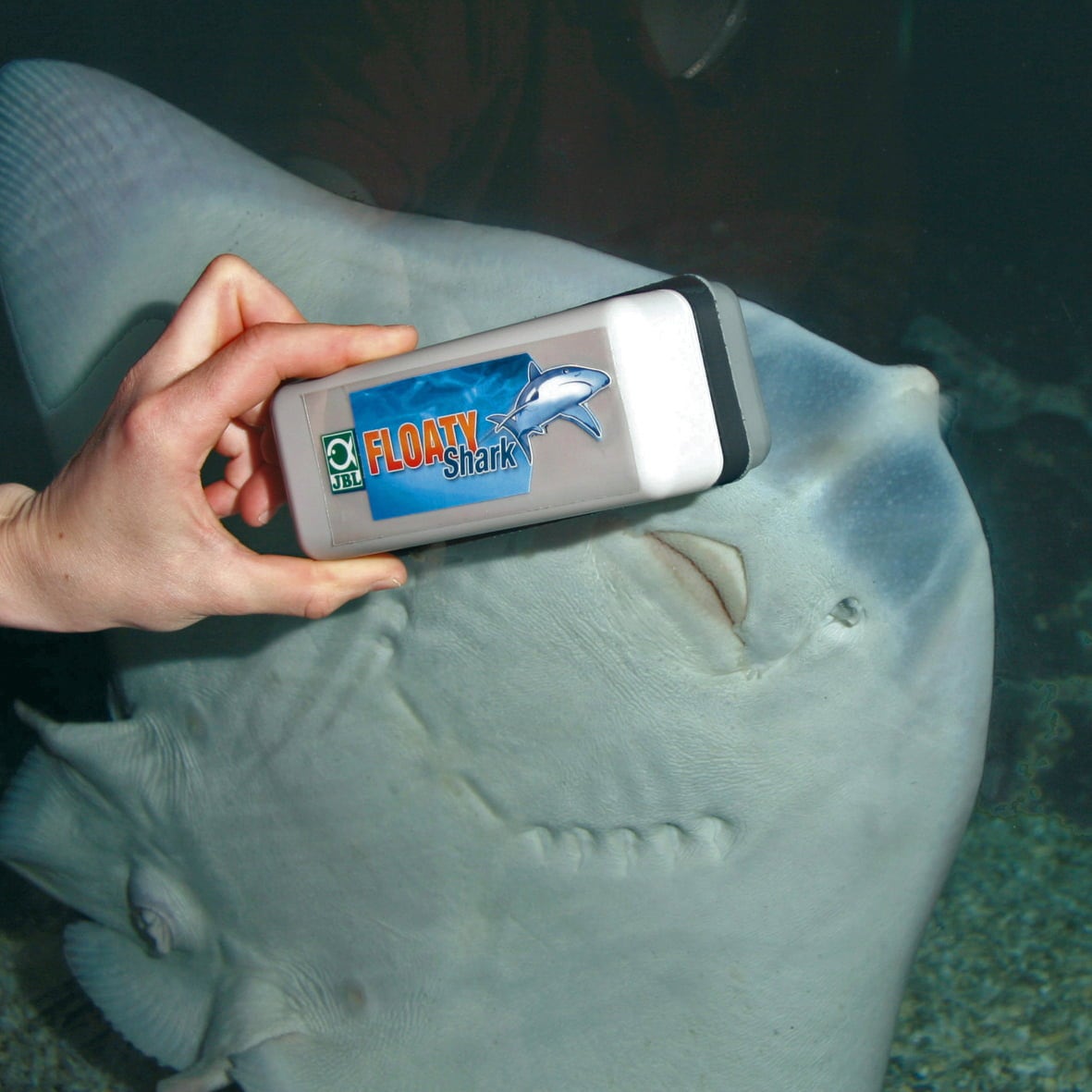 JBL Floaty Shark - 1 pz.