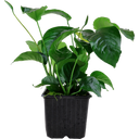 Tropica Anubias barteri var. caladiifolia XL - 1 db