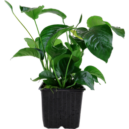 Tropica Anubias barteri var. caladiifolia XL - 1 pz.