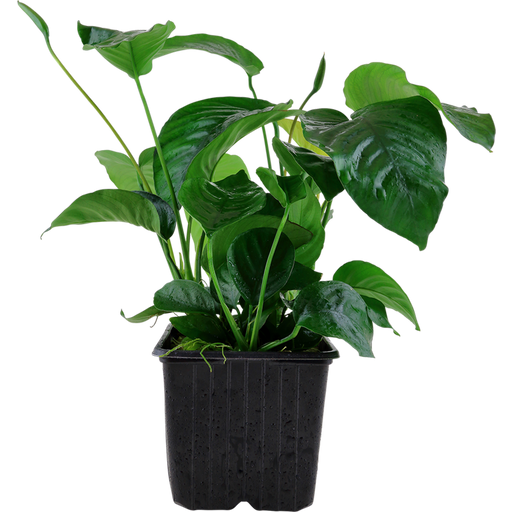 Tropica Anubias barteri var. caladiifolia XL - 1 pcs
