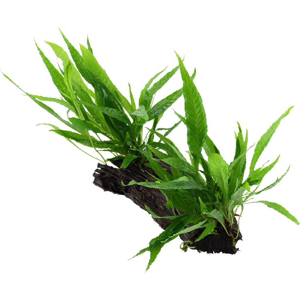 tropica-microsorum-pteropus-on-root-xl-olibetta-online-shop