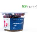 AquaArt Alternanthera reineckii 'Purple' - 1 pcs