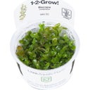Tropica Bacopa caroliniana CUP - 1 Stk