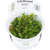 Tropica Bacopa caroliniana CUP
