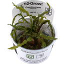Cryptocoryne crispatula CUP