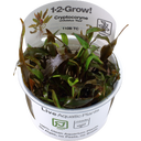 Tropica Cryptocoryne undulatus 'Red' CUP - 1 Pc