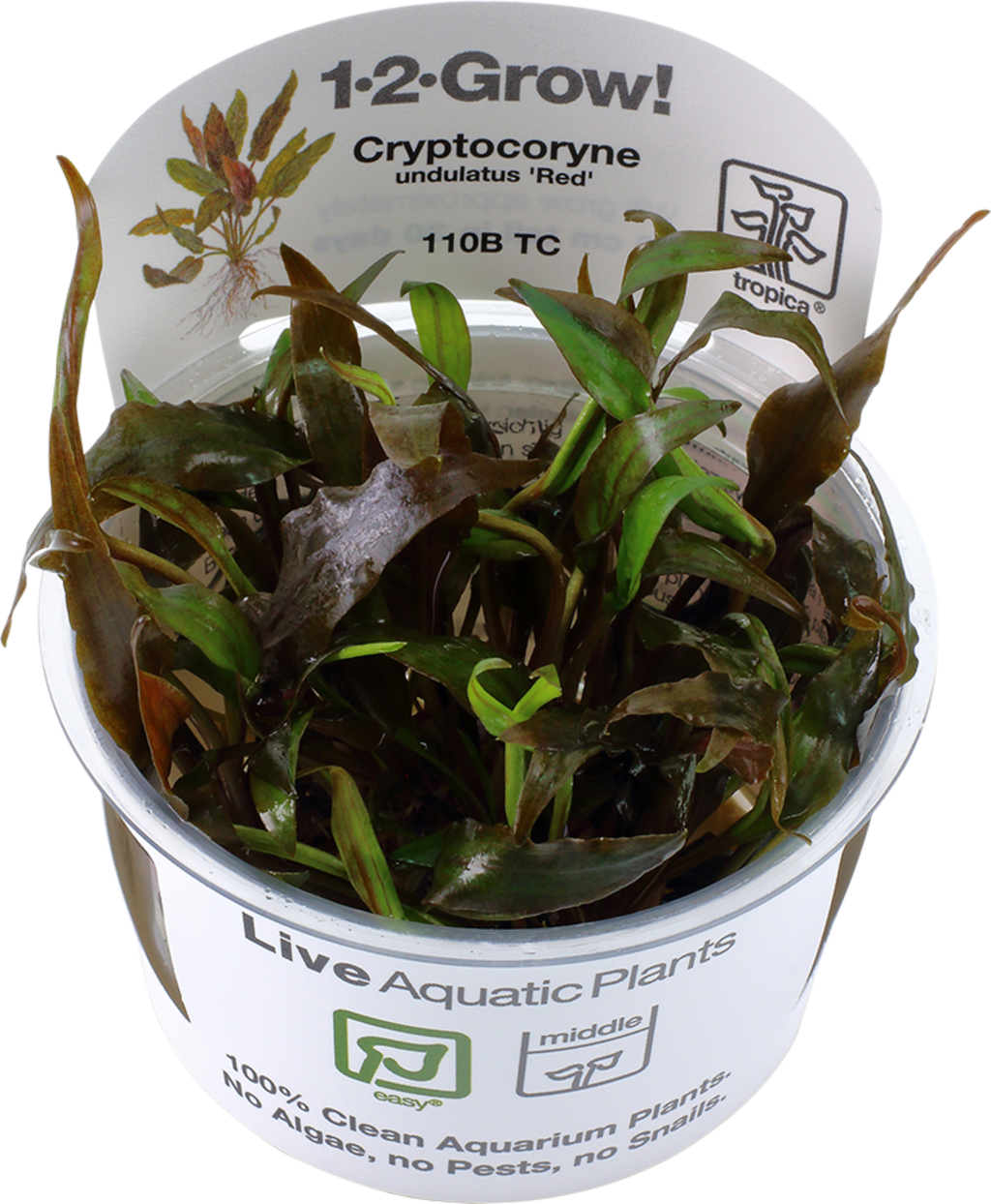 Tropica COPA Cryptocoryne undulatus 'Red' - 1 ud.