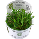 Tropica Cryptocoryne wendtii 'Green' CUP - 1 Stk