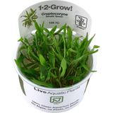 Tropica Cryptocoryne wendtii 'Green' CUP