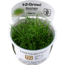 Tropica Eleocharis acicularis 'Mini' CUP - 1 Pc