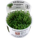 Tropica Glossostigma elatinoides CUP - 1 stuk