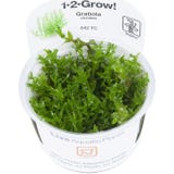 Tropica Gratiola viscidula CUP