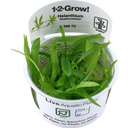 Helanthium bolivianum 'Quadricostatus' CUP - 1 Stk