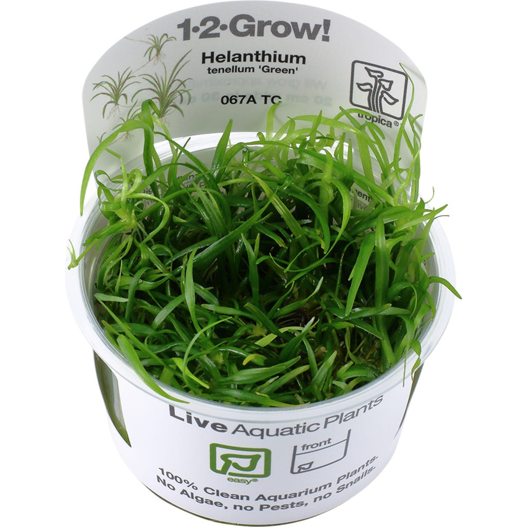 tropica-helanthium-tenellum-green-in-vitro-boutique-en-ligne-olibetta