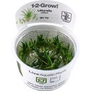 Tropica Littorella uniflora CUP - 1 pz.