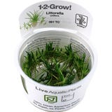 Tropica Littorella uniflora CUP