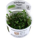Tropica Marsilea minuta CUP - 1 db