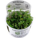 Tropica Marsilea hirsuta CUP - 1 Pc