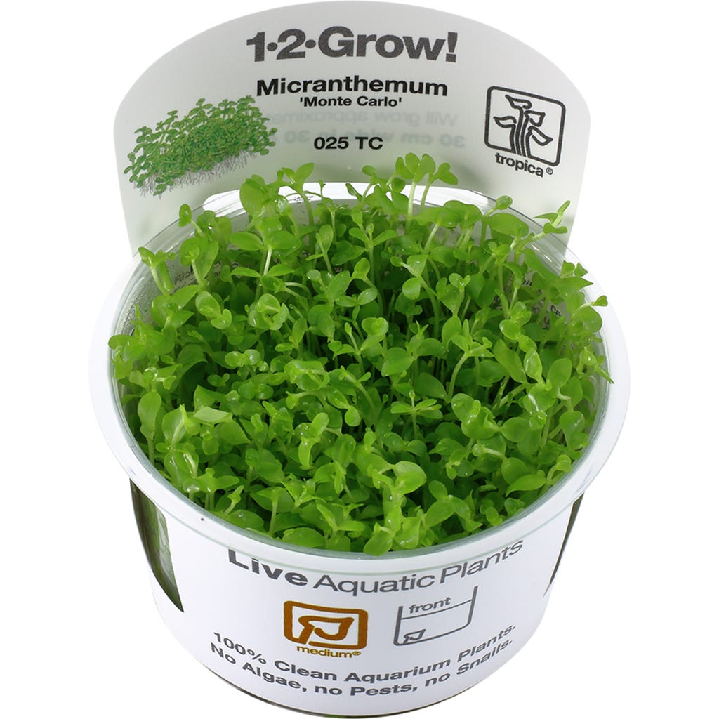 Tropica Micranthemum tweediei 'Monte Carlo' CUP Olibetta