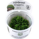 Tropica Monosolenium tenerum CUP - 1 Pc
