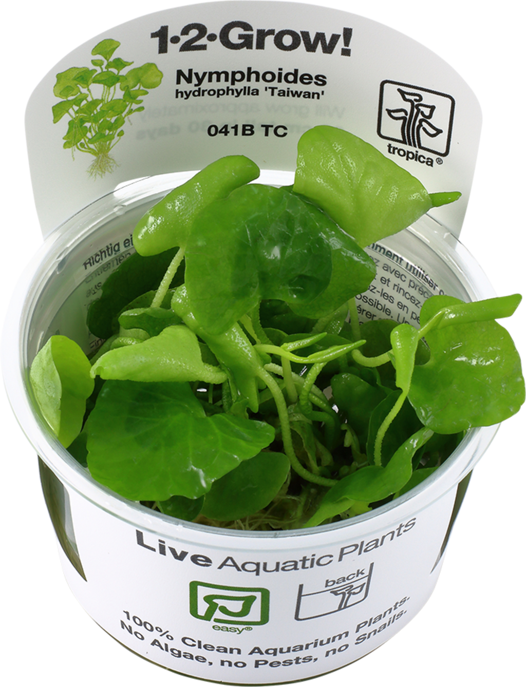 Tropica Nymphoides hydrophylla 'Taiwan' CUP - 1 Stk