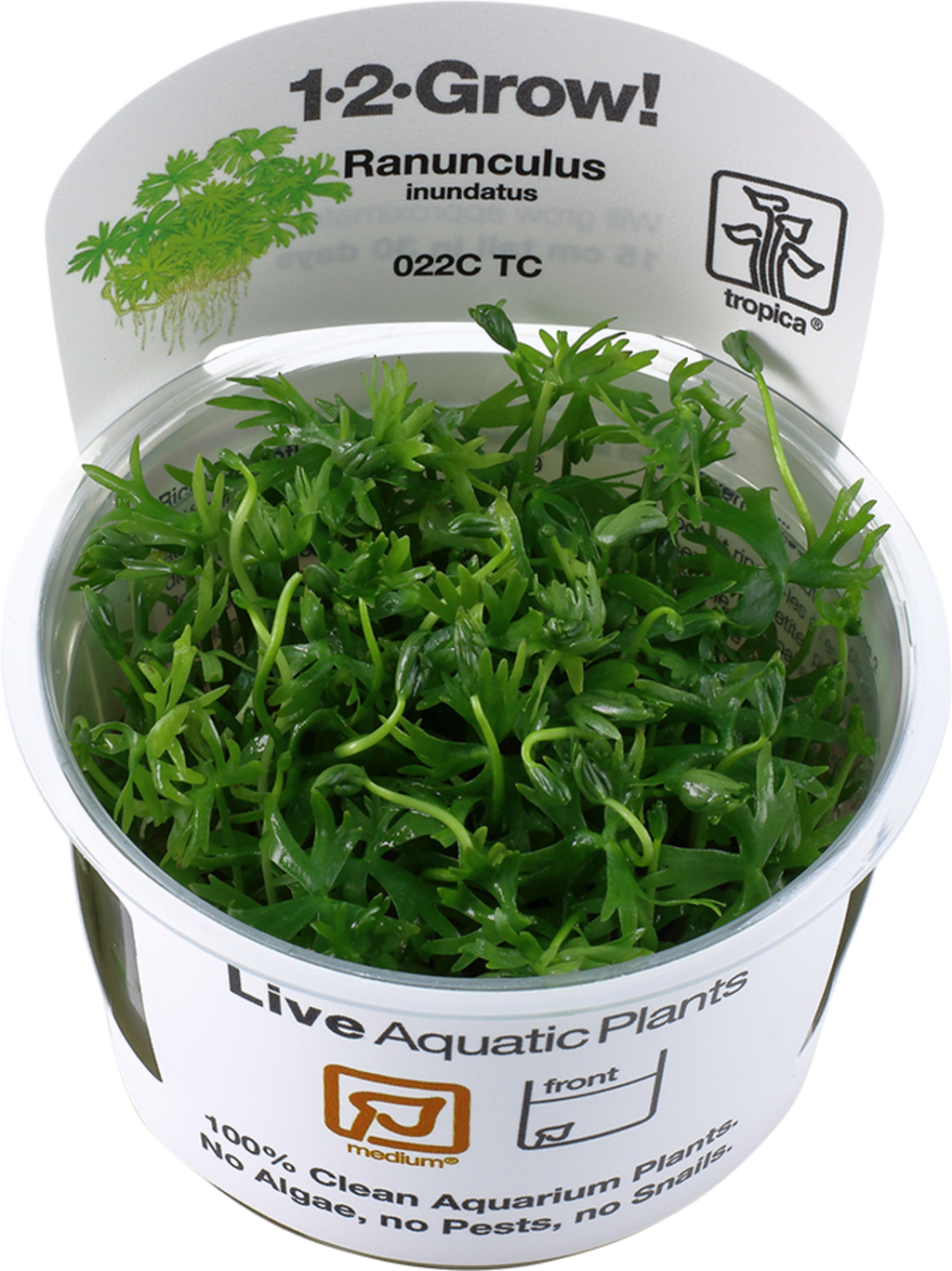 Tropica Ranunculus inundatus CUP - 1 pz.